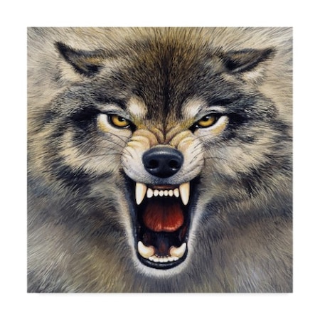 Harro Maass 'Wolf Roaring' Canvas Art,14x14
